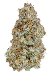 best american bred cannabis seeds in 2025 e