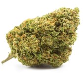 best american bred cannabis seeds in 2025 g