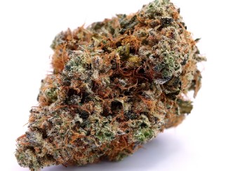 best american bred cannabis seeds in 2025 h