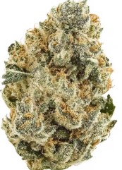 best american bred cannabis seeds in 2025 i