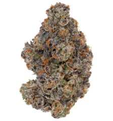 best cannabis seeds for high thc levels d