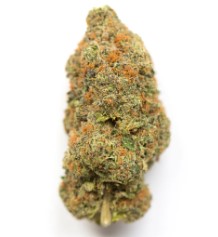 best cannabis seeds for high thc levels e