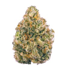 best cannabis seeds for high thc levels f