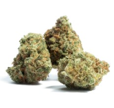 best cannabis seeds for high thc levels g