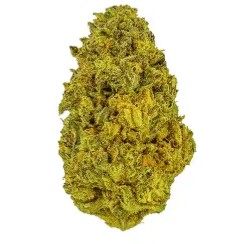 best cannabis seeds for high thc levels gg