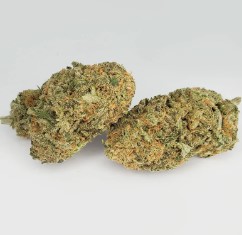 best cannabis seeds for high thc levels h