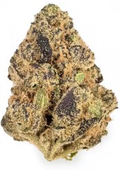 best cannabis seeds for high thc levels hh