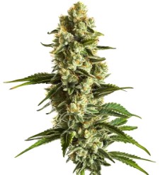 best cannabis seeds for high thc levels i