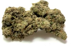 best cannabis seeds for making concentrates d