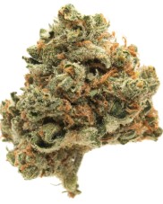 best cannabis seeds for making concentrates g