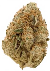 best cannabis seeds to grow in california g