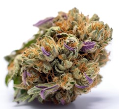 best cannabis seeds to grow in california i
