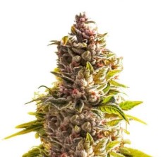 best cannabis seeds to grow in california k