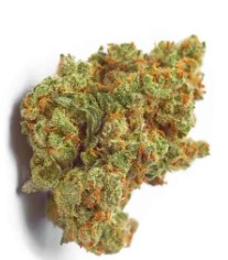 best cannabis seeds to grow on a budget f