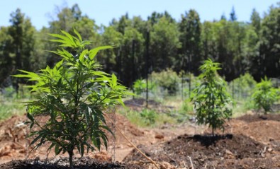 best cannabis seeds to grow on a budget g