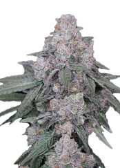 best feminized cannabis seeds to grow in 2025 d