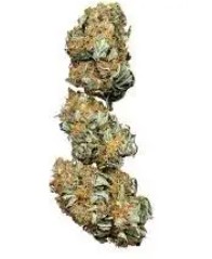 best feminized cannabis seeds to grow in 2025 e