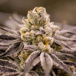 best feminized cannabis seeds to grow in 2025 g