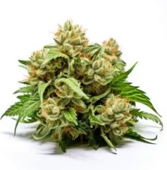 best feminized cannabis seeds to grow in 2025 h