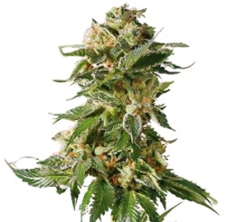 best feminized cannabis seeds to grow in 2025 i