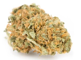 best indoor cannabis seeds for dense buds c