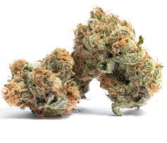 best indoor cannabis seeds for dense buds e