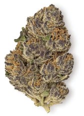 best indoor cannabis seeds for dense buds g