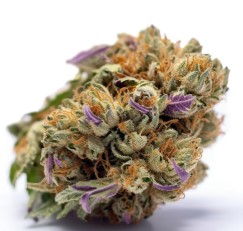 best indoor cannabis seeds for dense buds i
