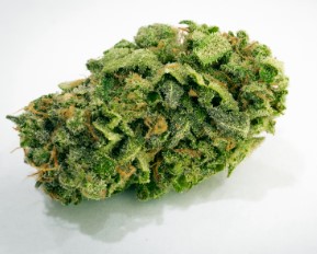 Best Sativa Seeds for Creative Energy