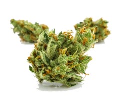 best sativa for creative energy h