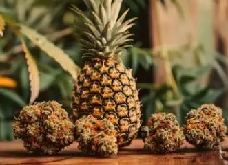 best tasting cannabis strains from seed ggg