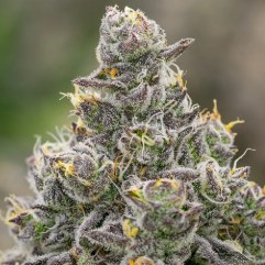 best tasting cannabis strains from seed gp