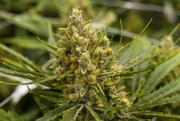best tasting cannabis strains from seed t