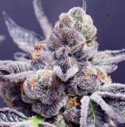 best tasting cannabis strains from seed tc