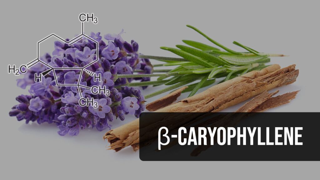 beta Caryophyllene