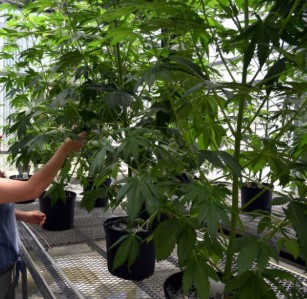 buy marijuana seeds to grow growing