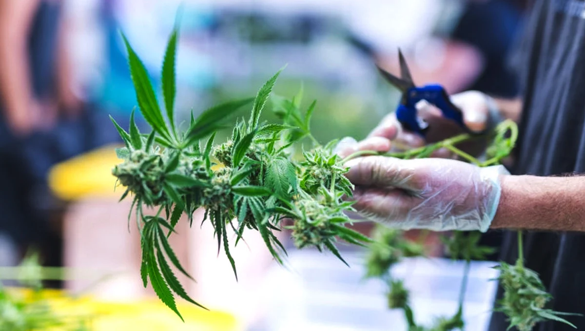 ca7f6074d4cafe9bbea75d472d06c73c