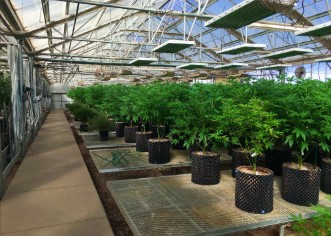 california love cultivation