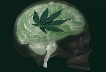 can you od on marijuana a