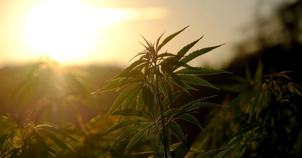 cannabis cultivation in Massachusetts