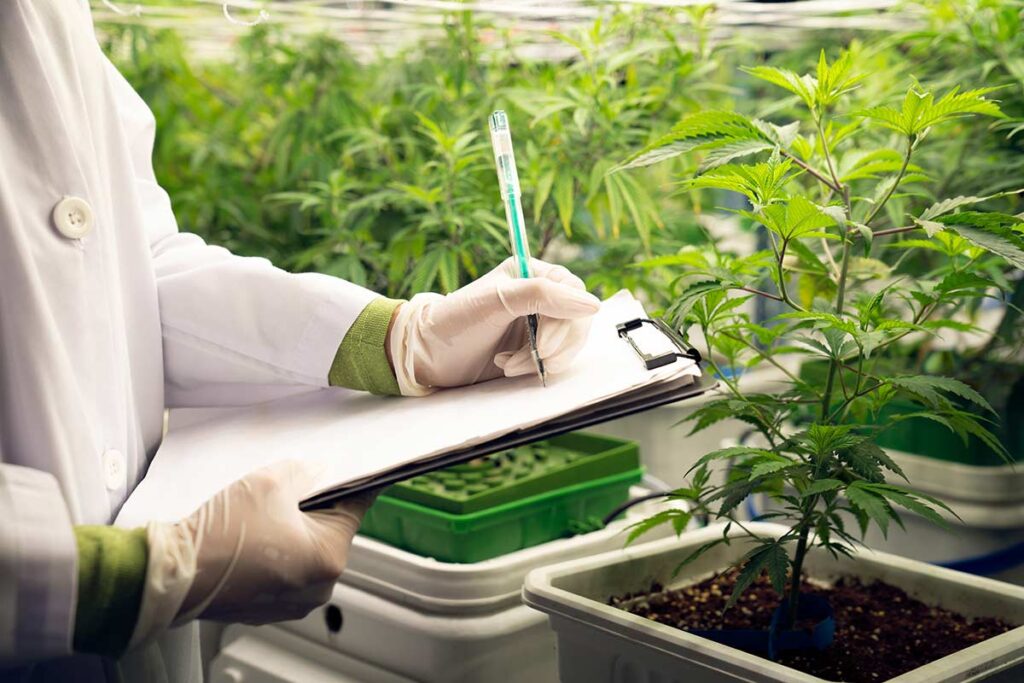 cannabis facility microbial threats