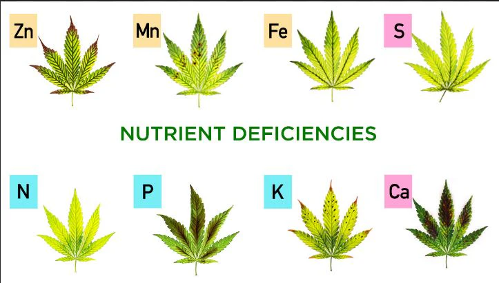 cannabis grow deficiency chart