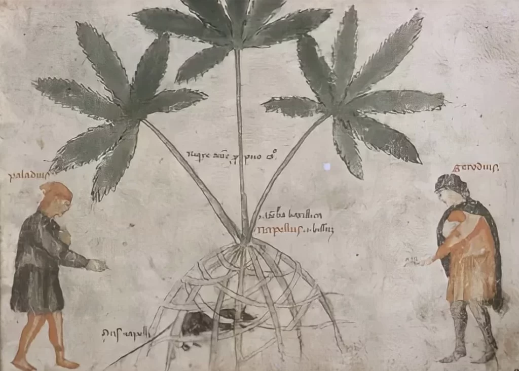 cannabis in Medieval and Renaissance Periods