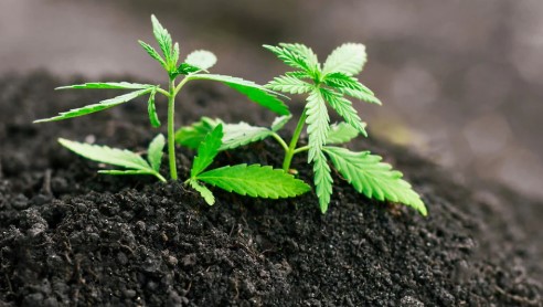 Cannabis plant nutrients