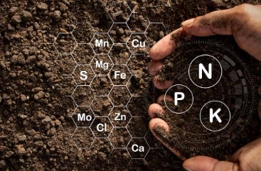 cannabis plant nutrients soil