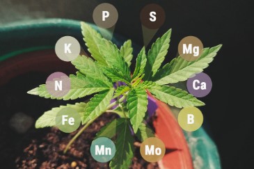 cannabis plant nutrients v