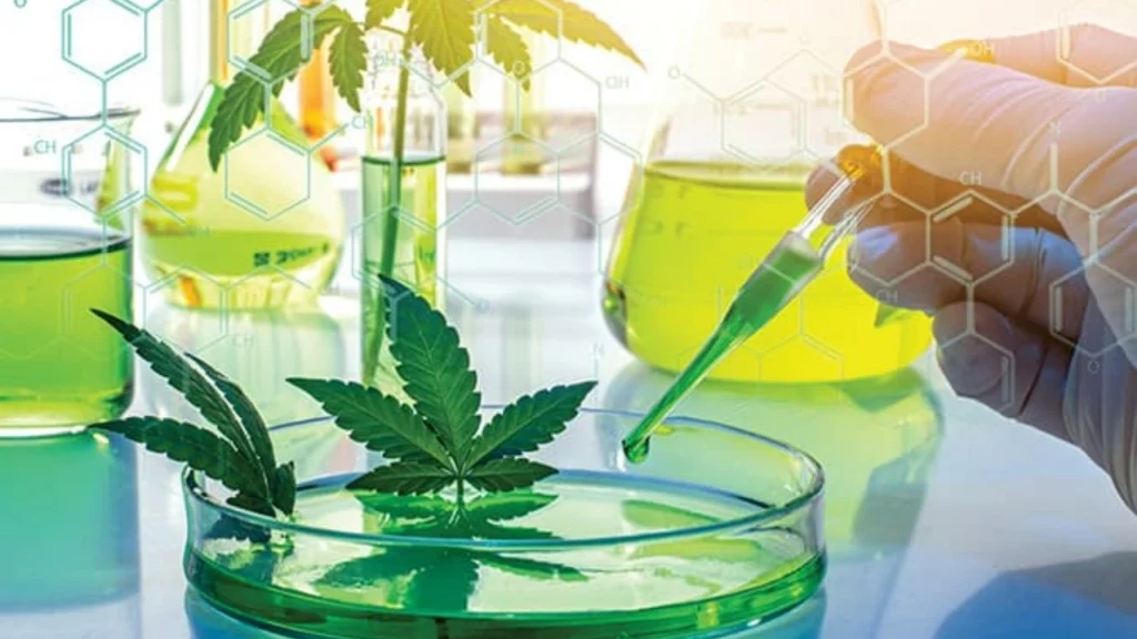 Monitoring THC Levels in Blue Ox