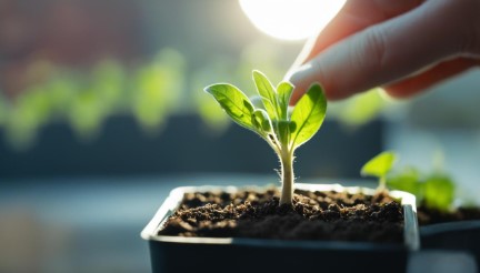 cannabis seed germination methods that work e