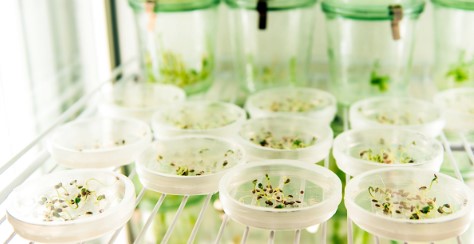 cannabis seed germination methods that work f