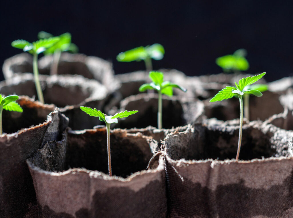 cannabis seedlings